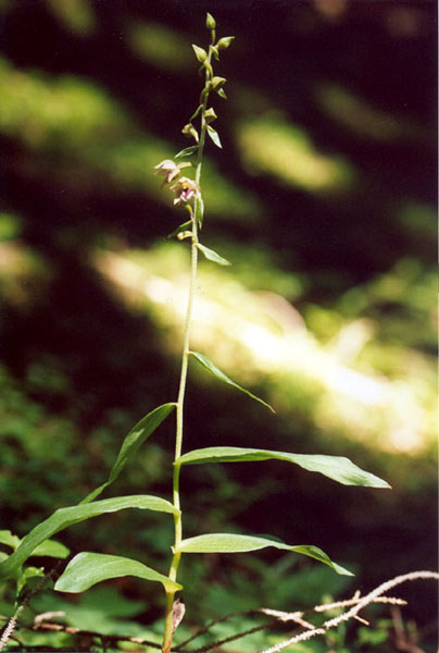 Epipactis helleborine